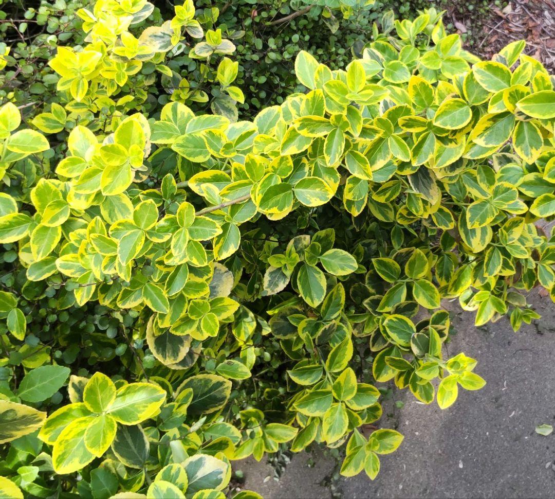 斑入り　ツルマサキ　3ポットセット　ヤマト便コンパクトボックス発送