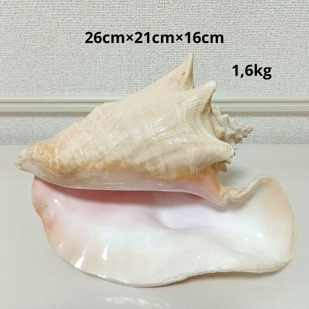 コンク貝 ピンク貝 貝殻 希少貝殻 標本貝 インテリア 置物 ccp003