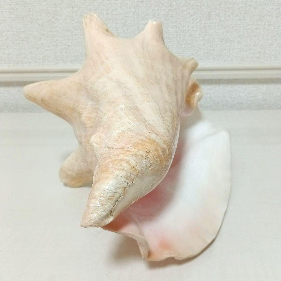 コンク貝 ピンク貝 貝殻 希少貝殻 標本貝 インテリア 置物 ccp003