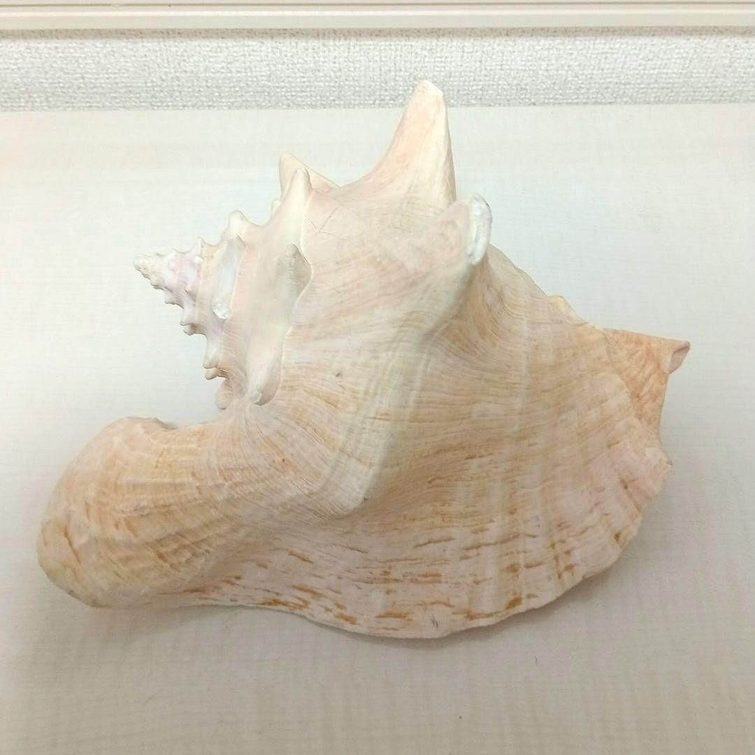 コンク貝 ピンク貝 貝殻 希少貝殻 標本貝 インテリア 置物 ccp003