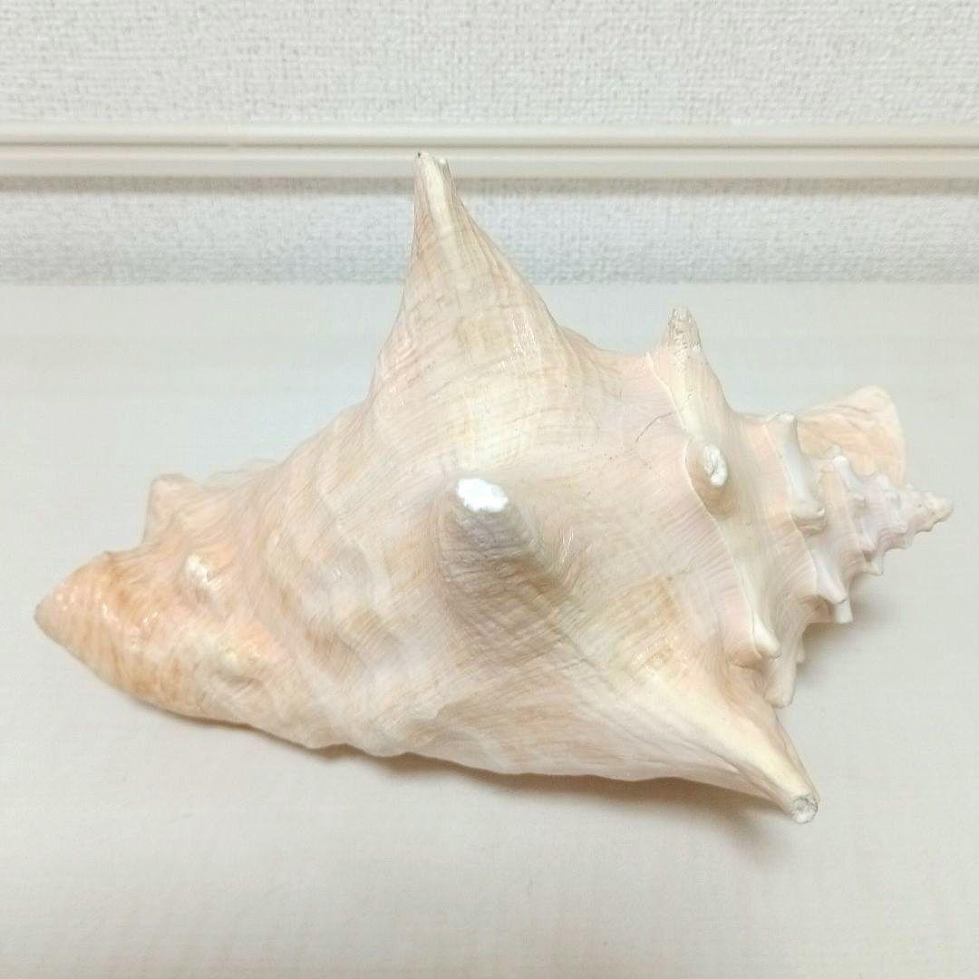 コンク貝 ピンク貝 貝殻 希少貝殻 標本貝 インテリア 置物 ccp003