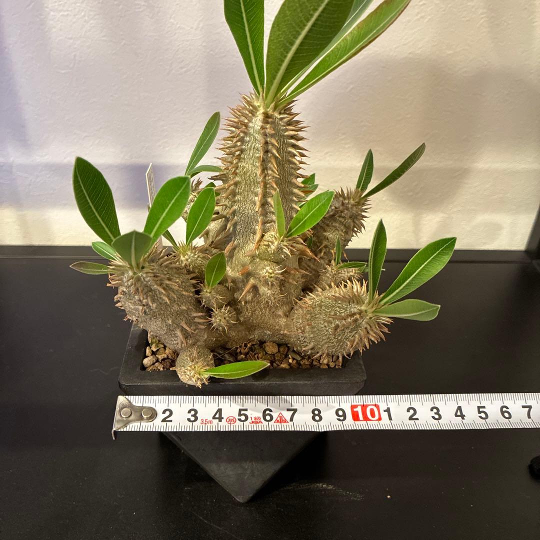 パキポディウム 恵比寿大黒　多頭