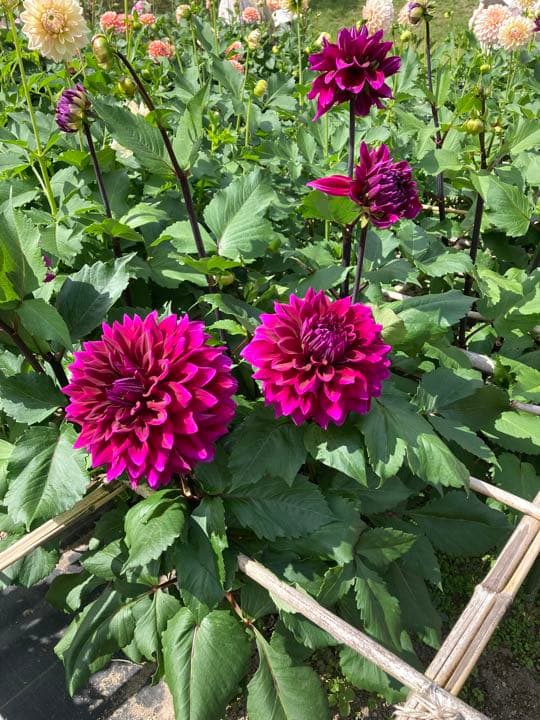 ダリア【キルタンサス】