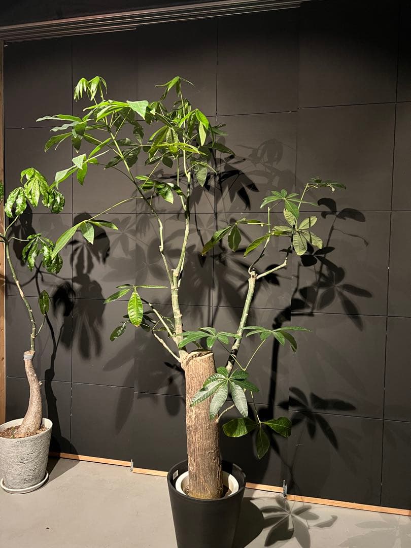【極太幹・存在感抜群】パキラ 観葉植物／特大サイズ 引き取り限定