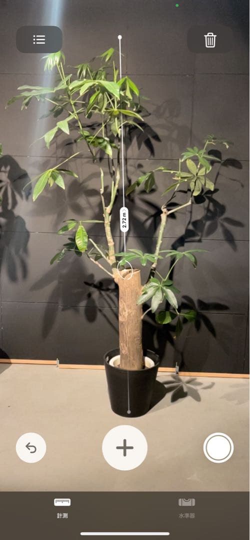 【極太幹・存在感抜群】パキラ 観葉植物／特大サイズ 引き取り限定