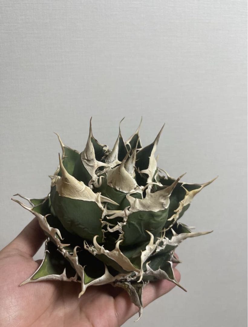 アガベ 緑幽霊 親株