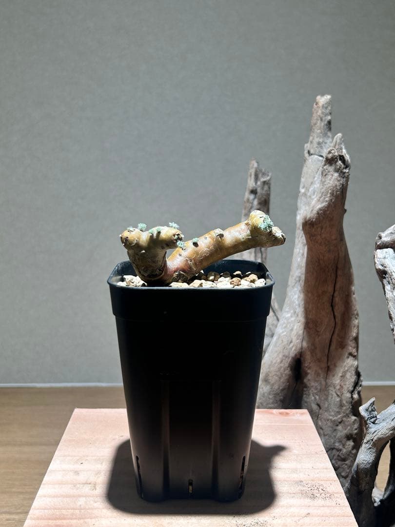 モンソニア　ムルチフィダ　B