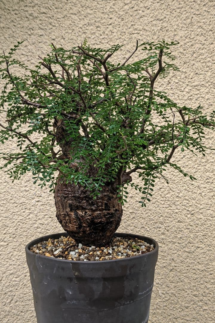 オペルクリカリアパキプス　ゆうまる