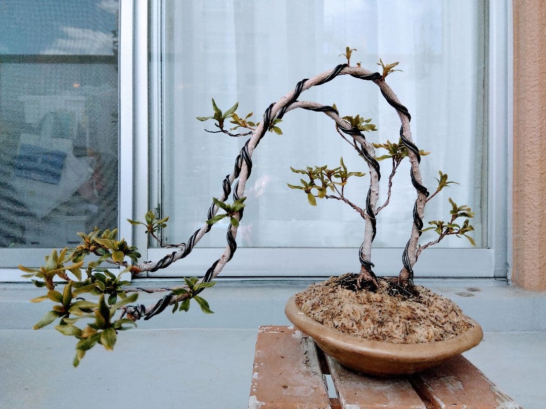 ✦干羽鶴 紅白　皐月盆栽　さつき盆栽　サツキ盆栽　花物盆栽