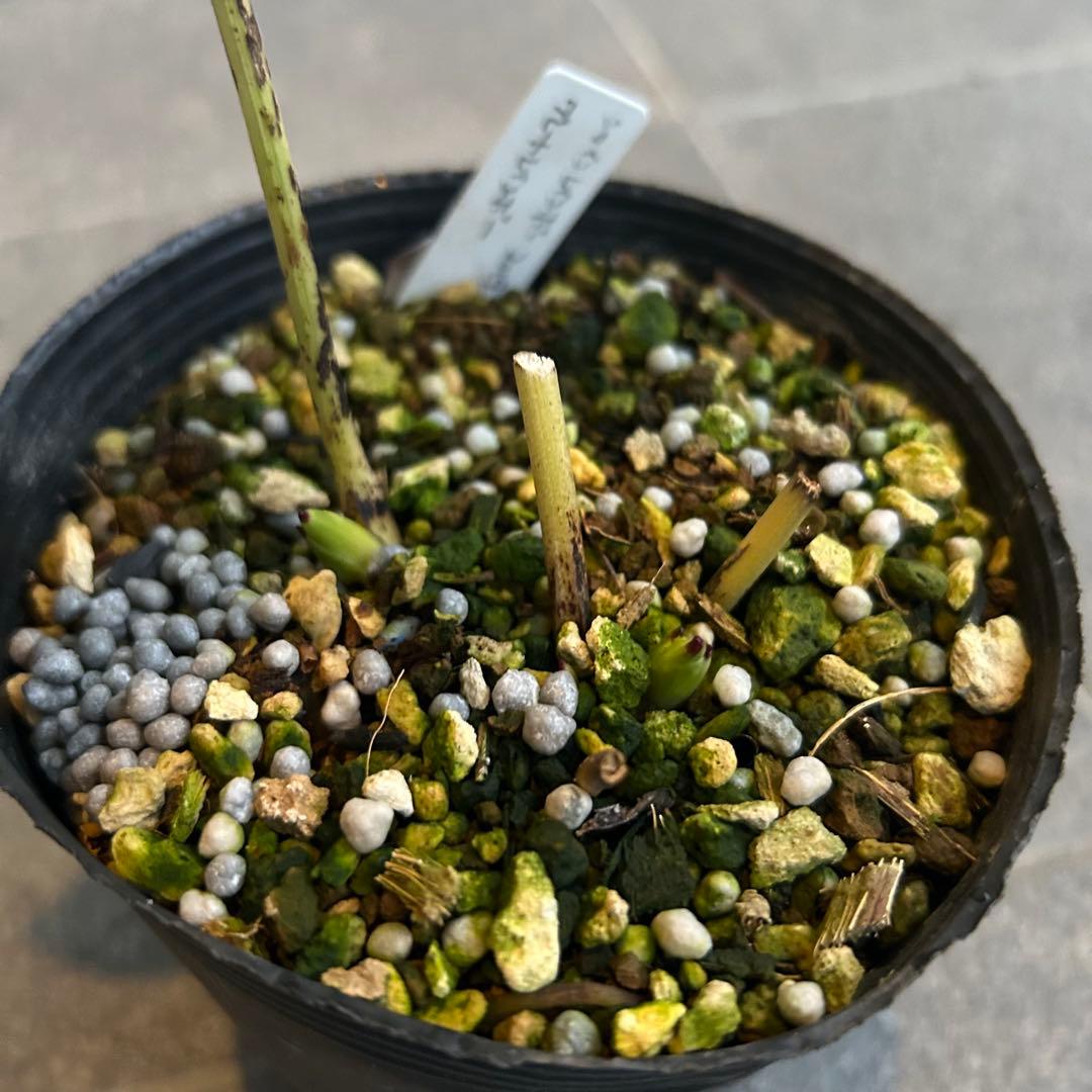 クリスマスローズ 開花実績株 DDレインボーhyb