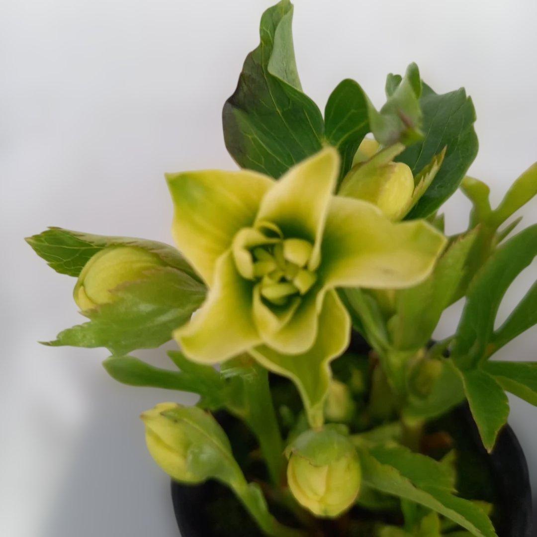 専用、おしゃれな2個セット、クリスマスローズ、苗、開花株