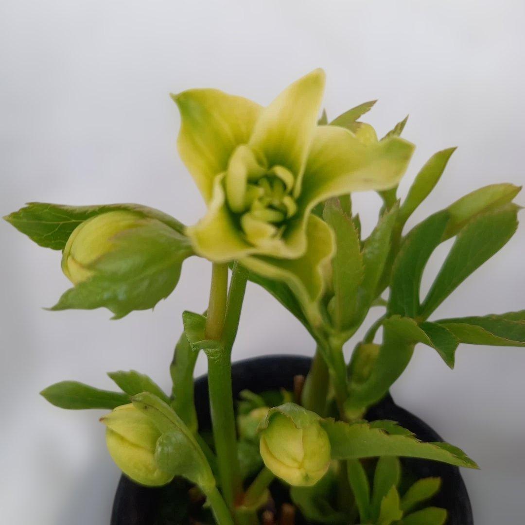 専用、おしゃれな2個セット、クリスマスローズ、苗、開花株