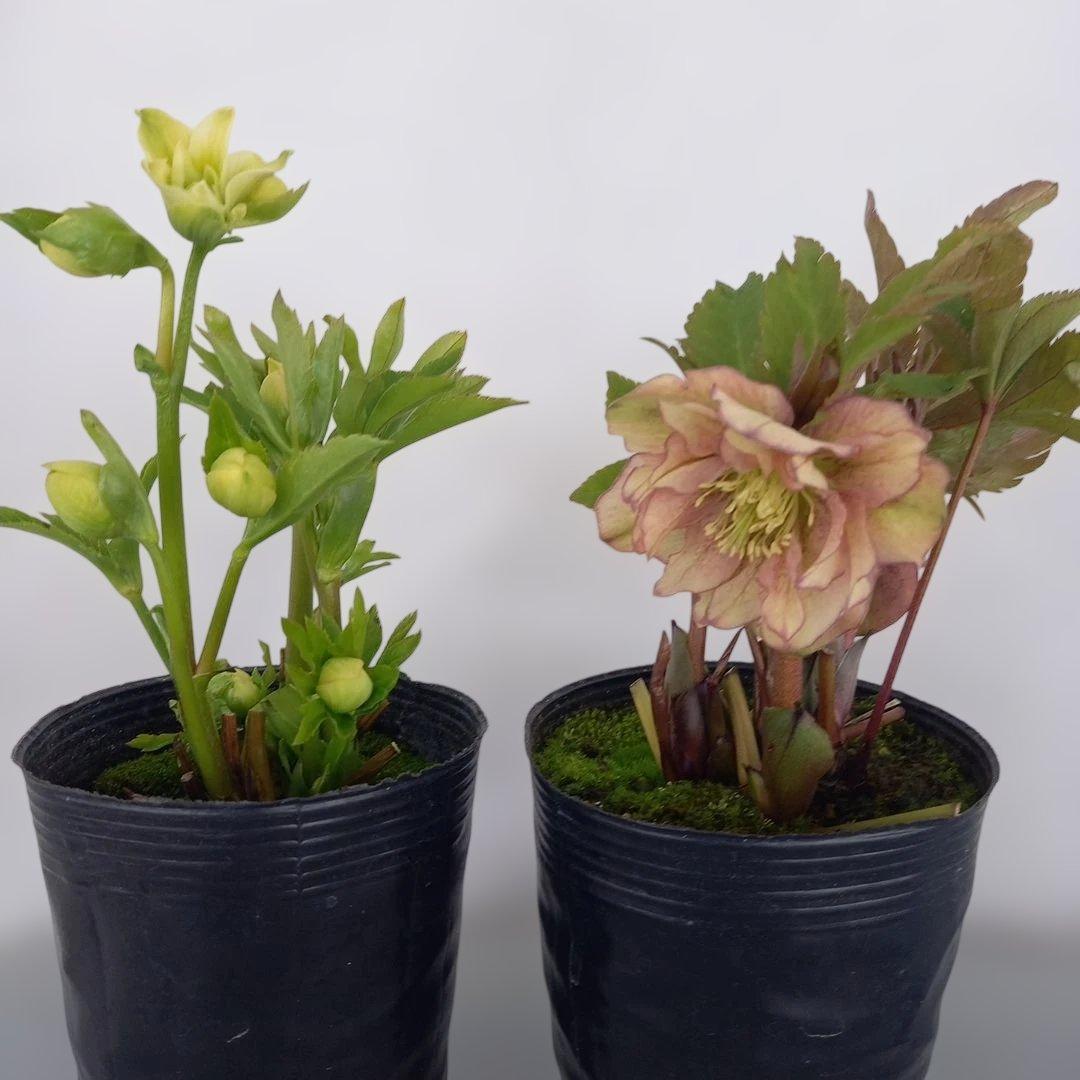 専用、おしゃれな2個セット、クリスマスローズ、苗、開花株
