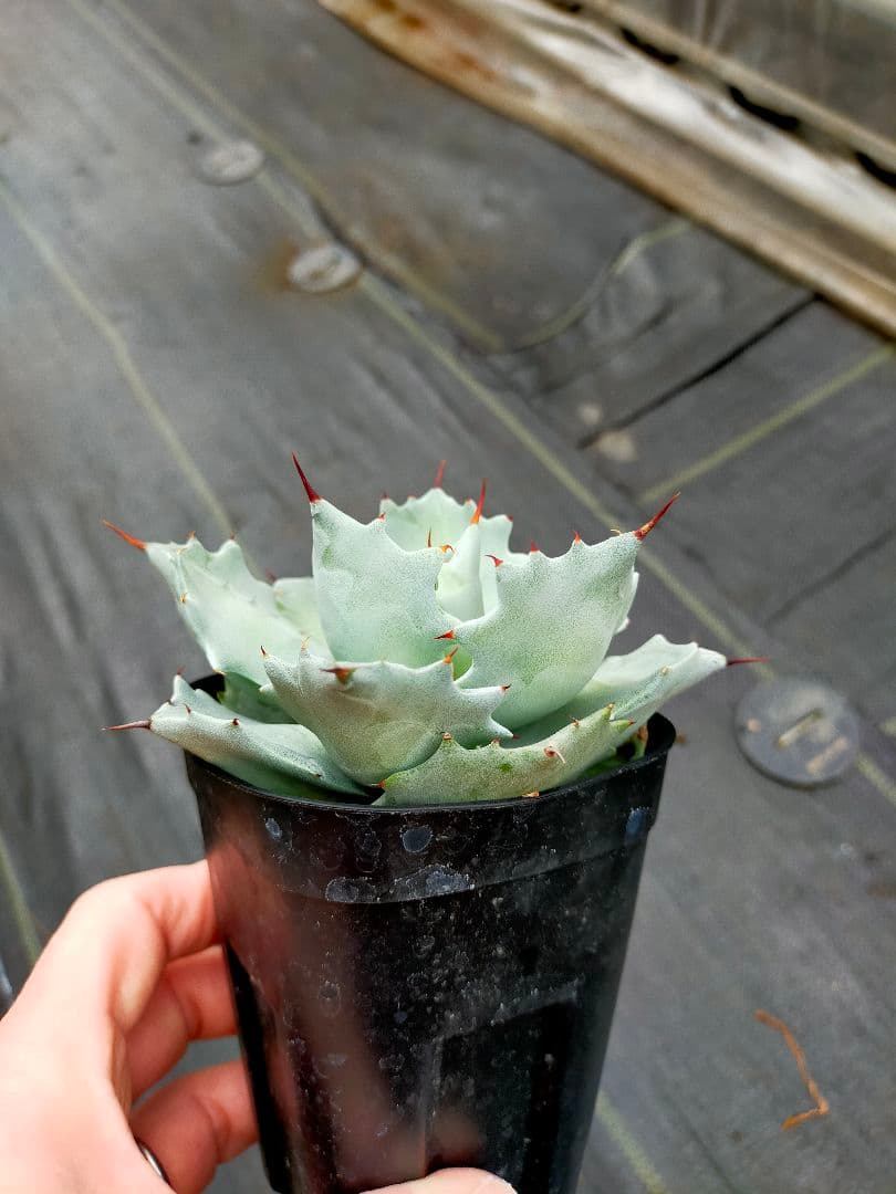 アガベ　イシスメンシス　インランドフォーム　猫の手イシス　良血統