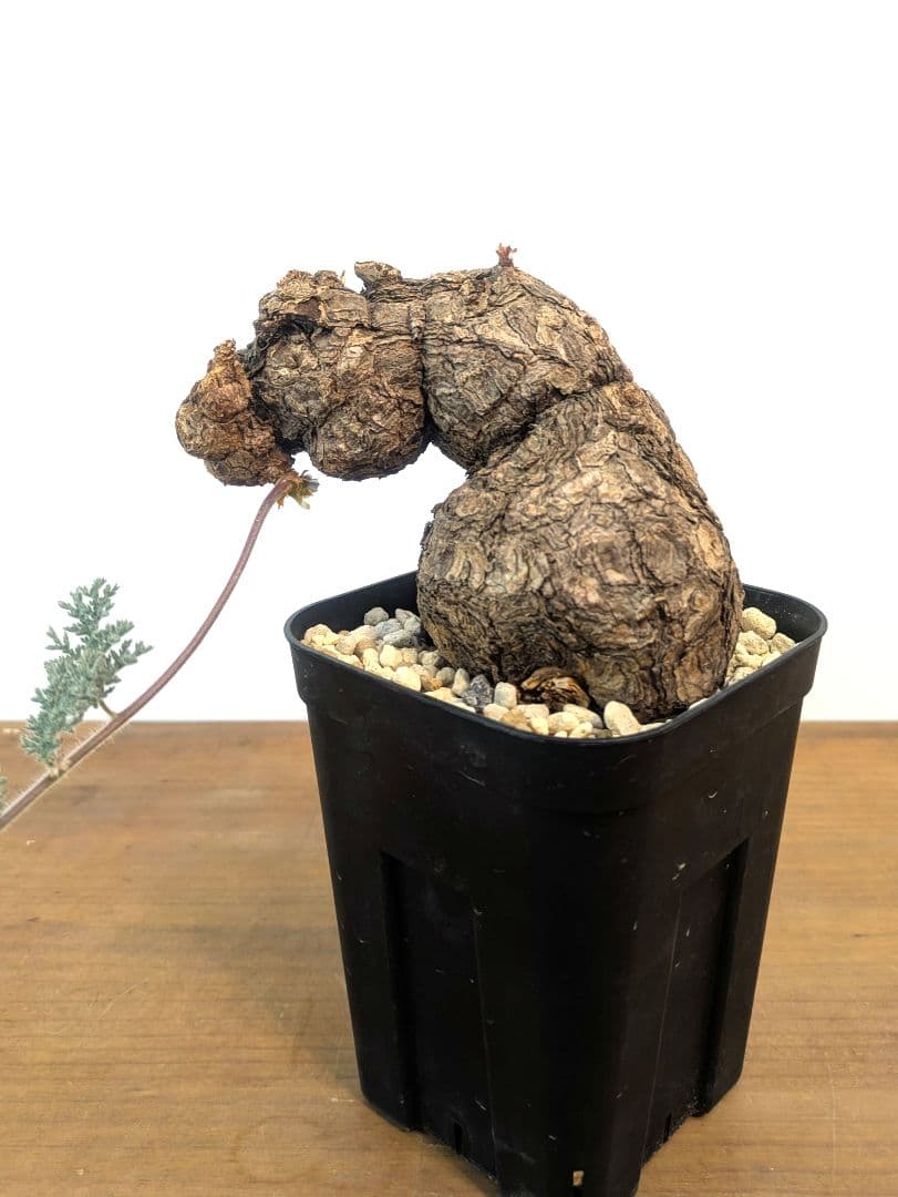 ペラルゴニウム トリステ 現地株 発根済 冬型 塊根植物