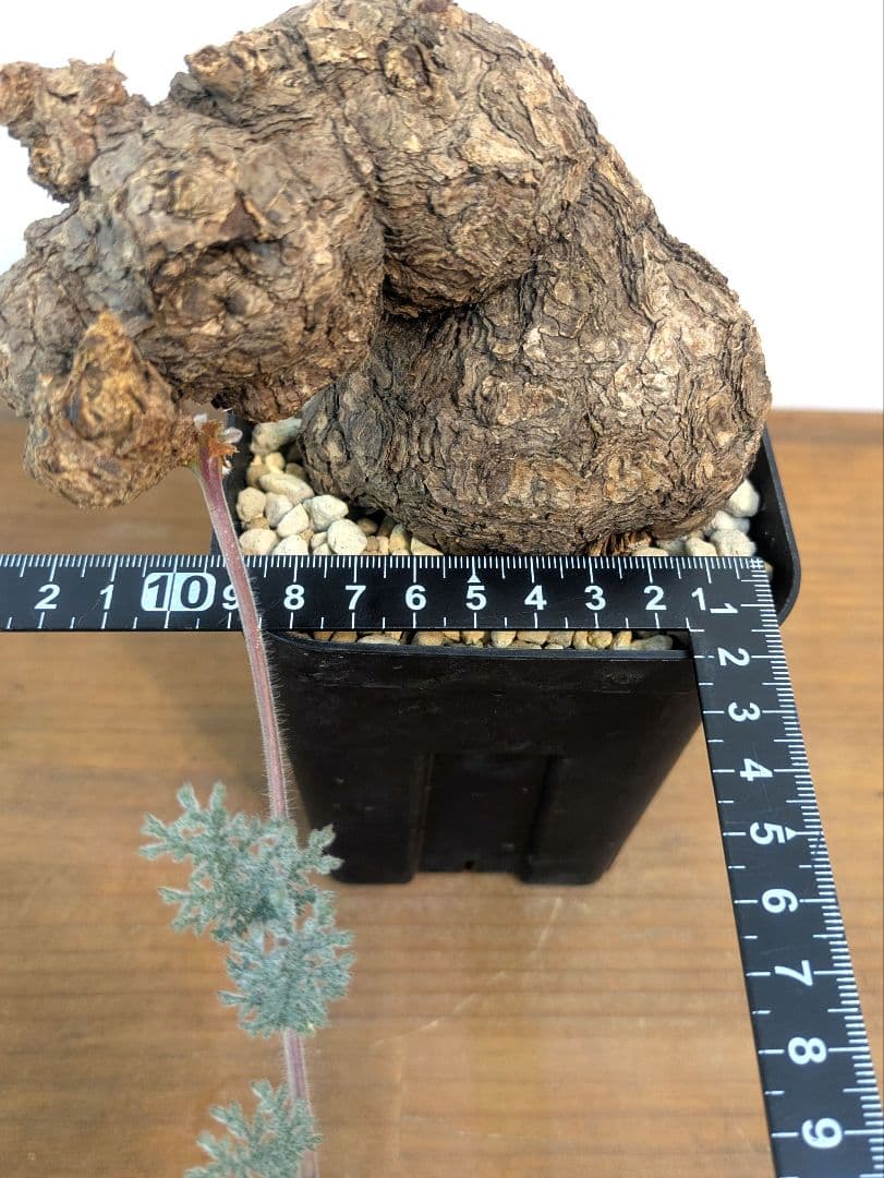 ペラルゴニウム トリステ 現地株 発根済 冬型 塊根植物