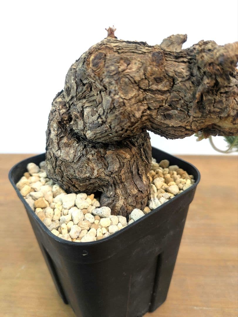 ペラルゴニウム トリステ 現地株 発根済 冬型 塊根植物