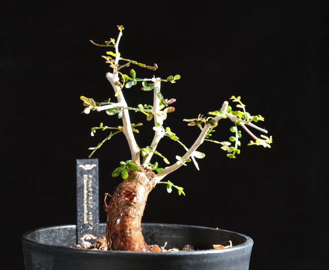 オペルクリカリアパキプス　【根挿し2年目】管理No.A