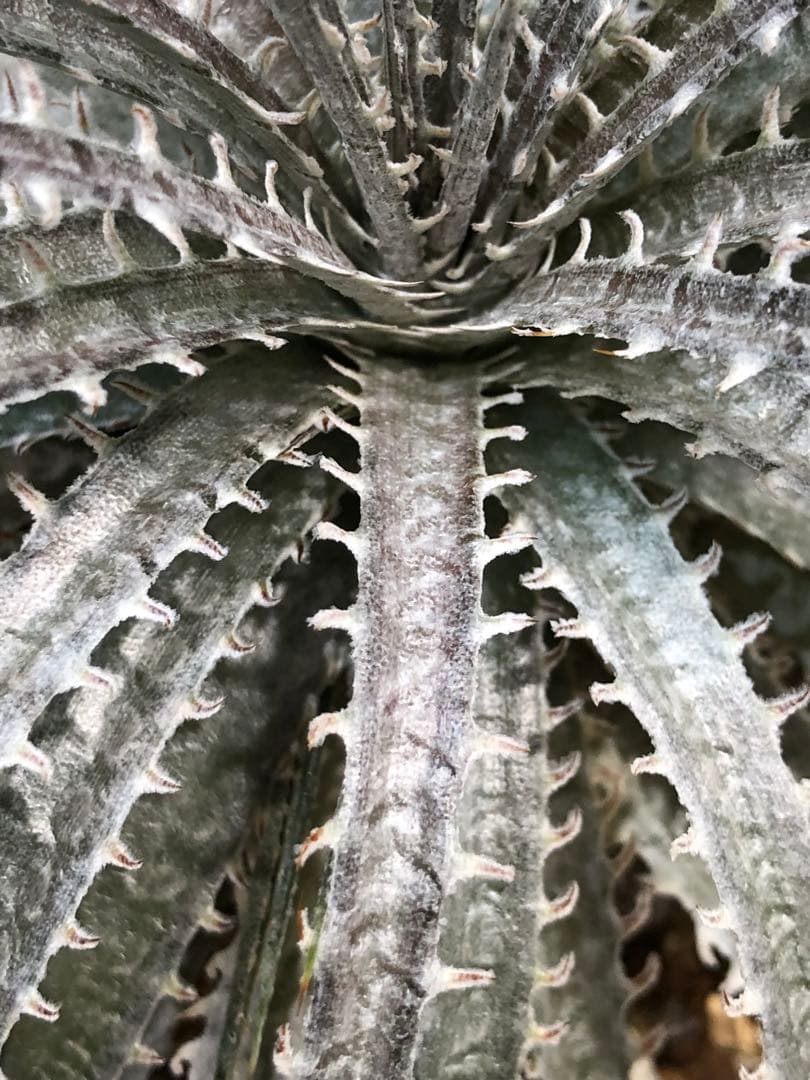 ディッキア・センチピード