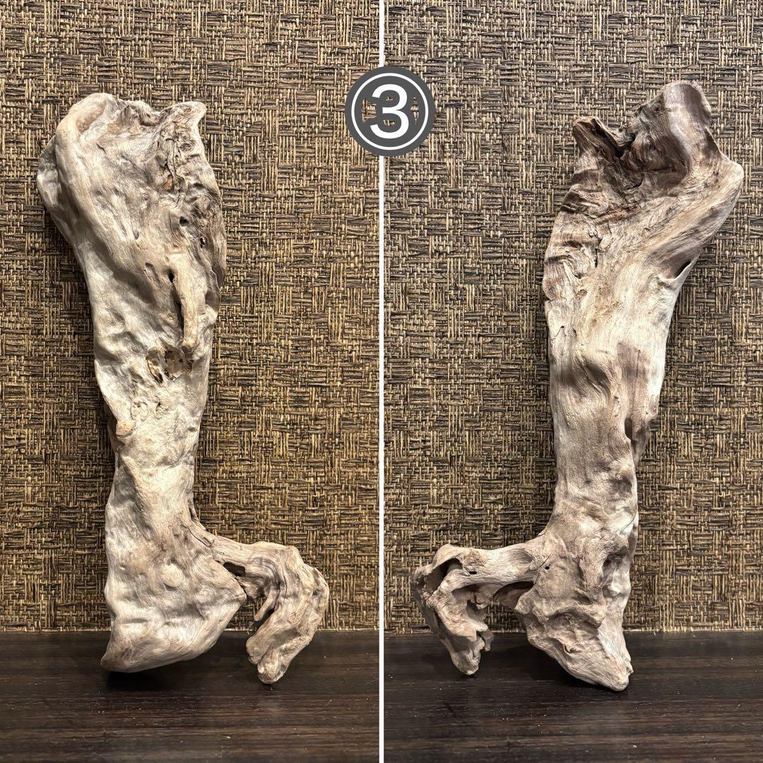 流木 優秀フォルム４本セット