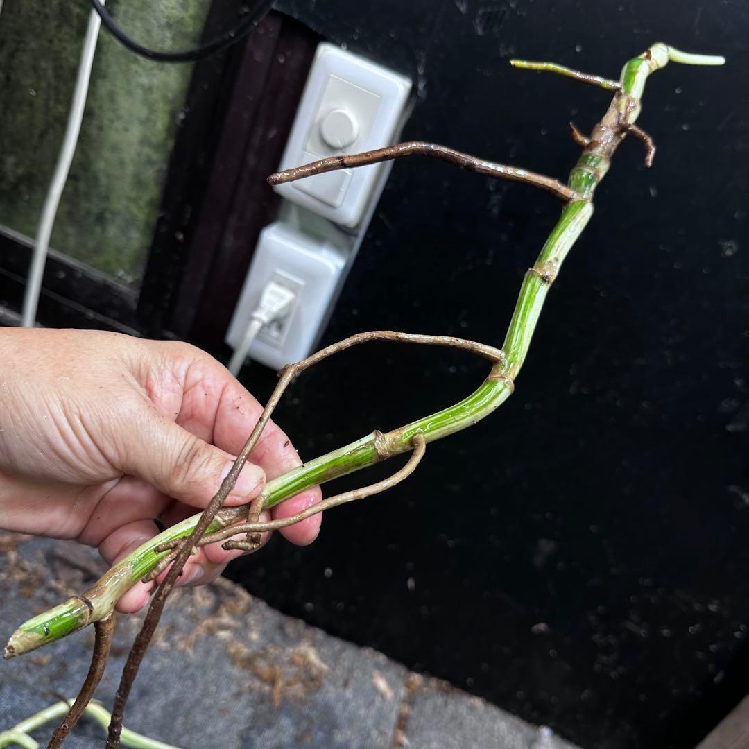 ゴ*ー様 斑入りモンステラホワイトタイガー大茎5株おまとめ