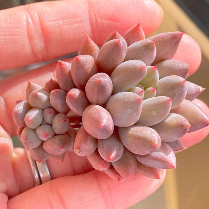 エンジェルフィンガーレッド