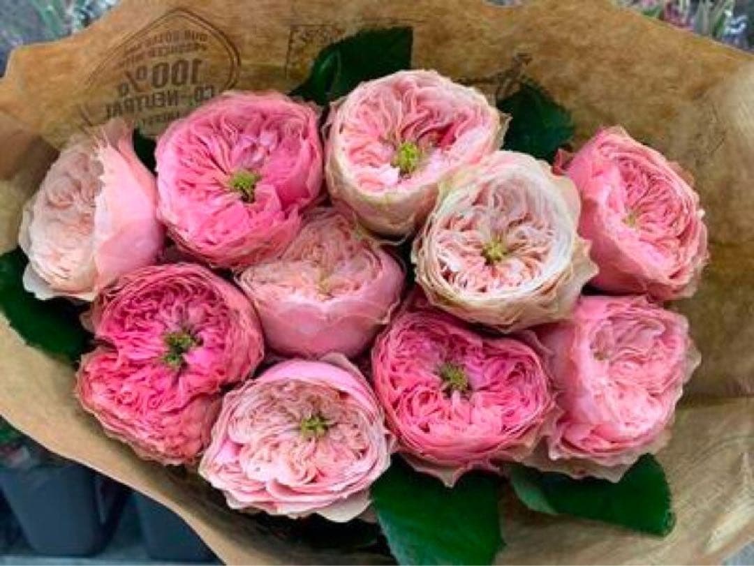 「Phạm Trinh」 切り花品種バラ苗　 レアバラ　4点