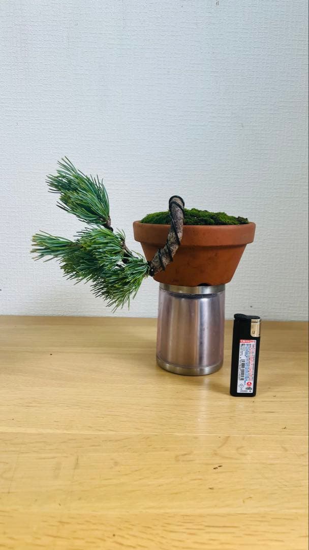 五葉松半懸崖盆栽