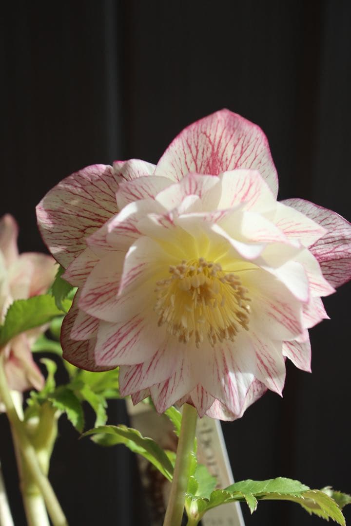 ♡広瀬園芸♡ シャイニングベイン　輝き