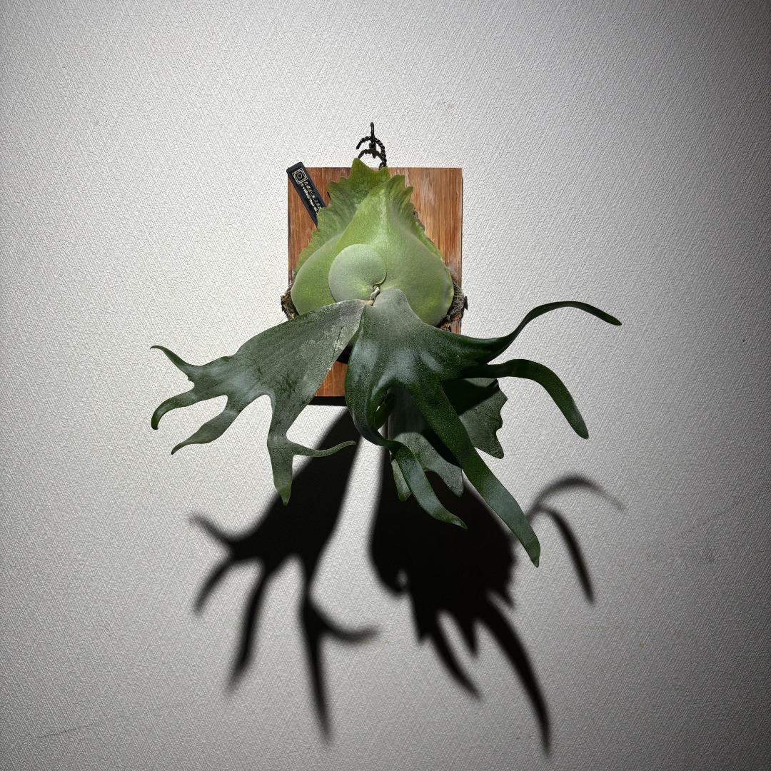 ビカクシダ P. Willinckii Bogor Mr. Suddan (OC)