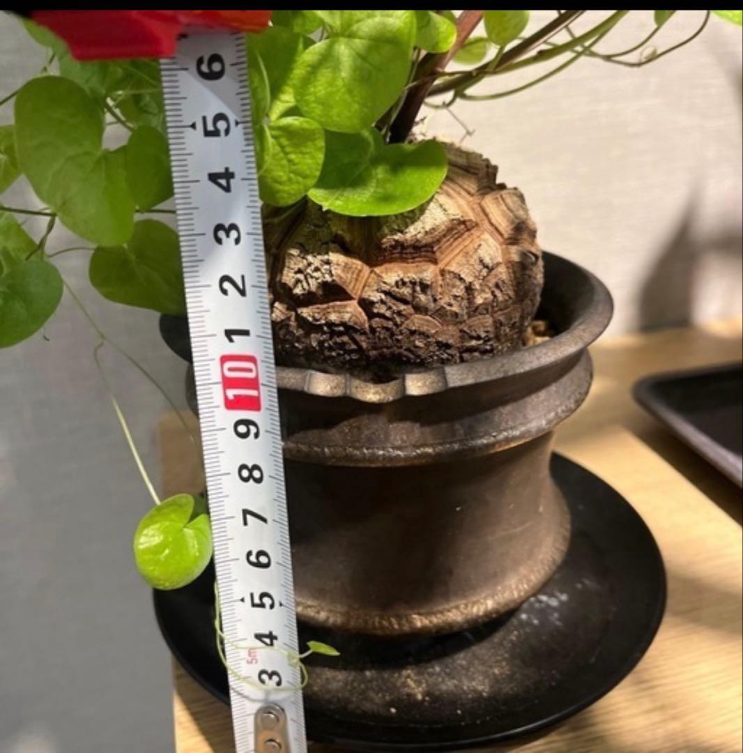 冬型 亀甲竜 鉢セット