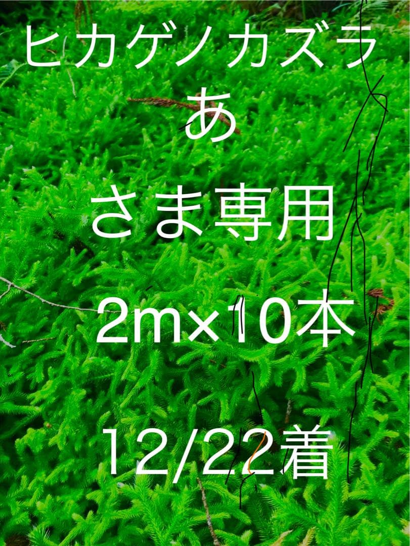 12/22着 ヒカゲノカズラ 2.0m×10本 あ さま専用