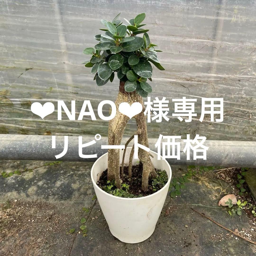 パンダガジュマル　コパンダ接木　5号