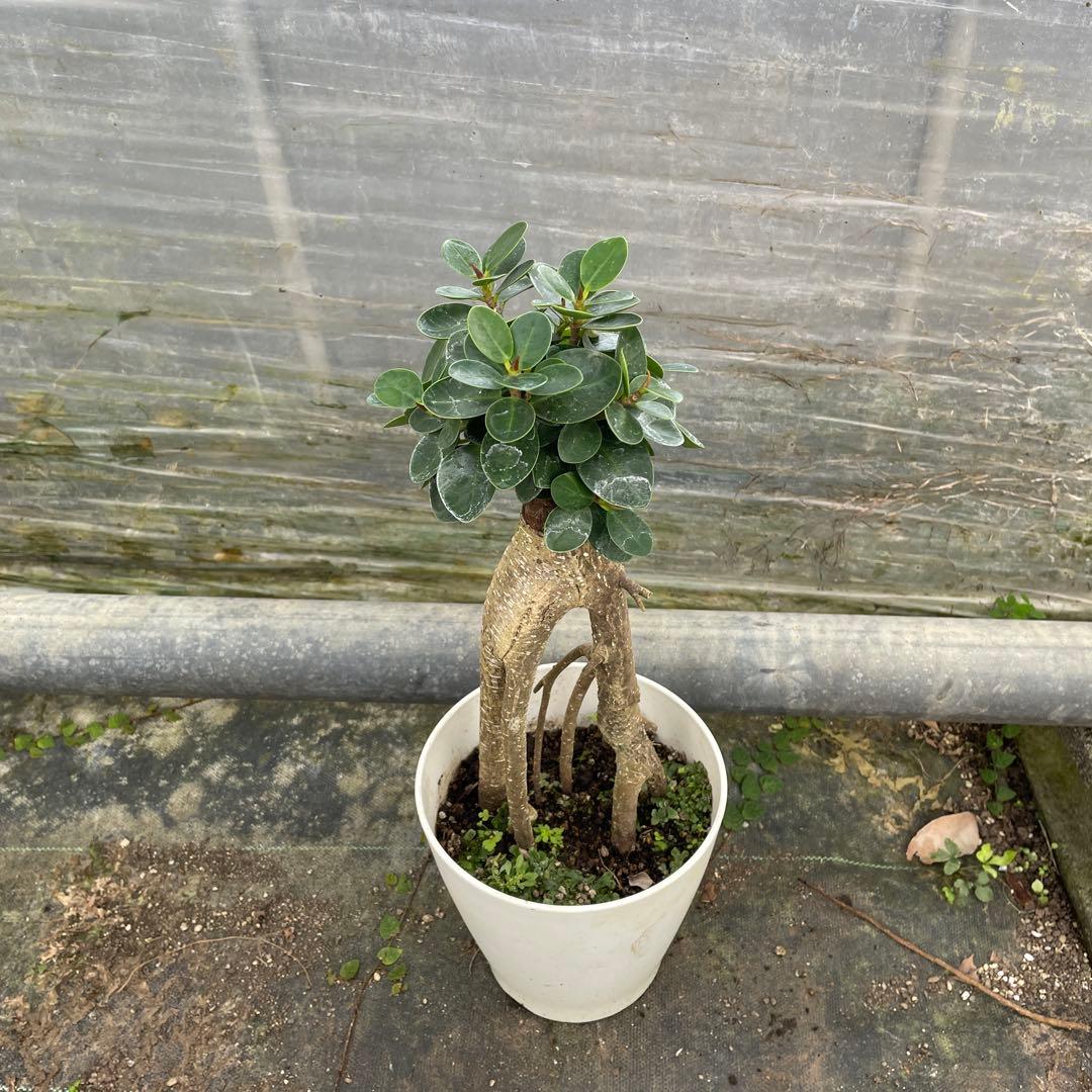 パンダガジュマル　コパンダ接木　5号