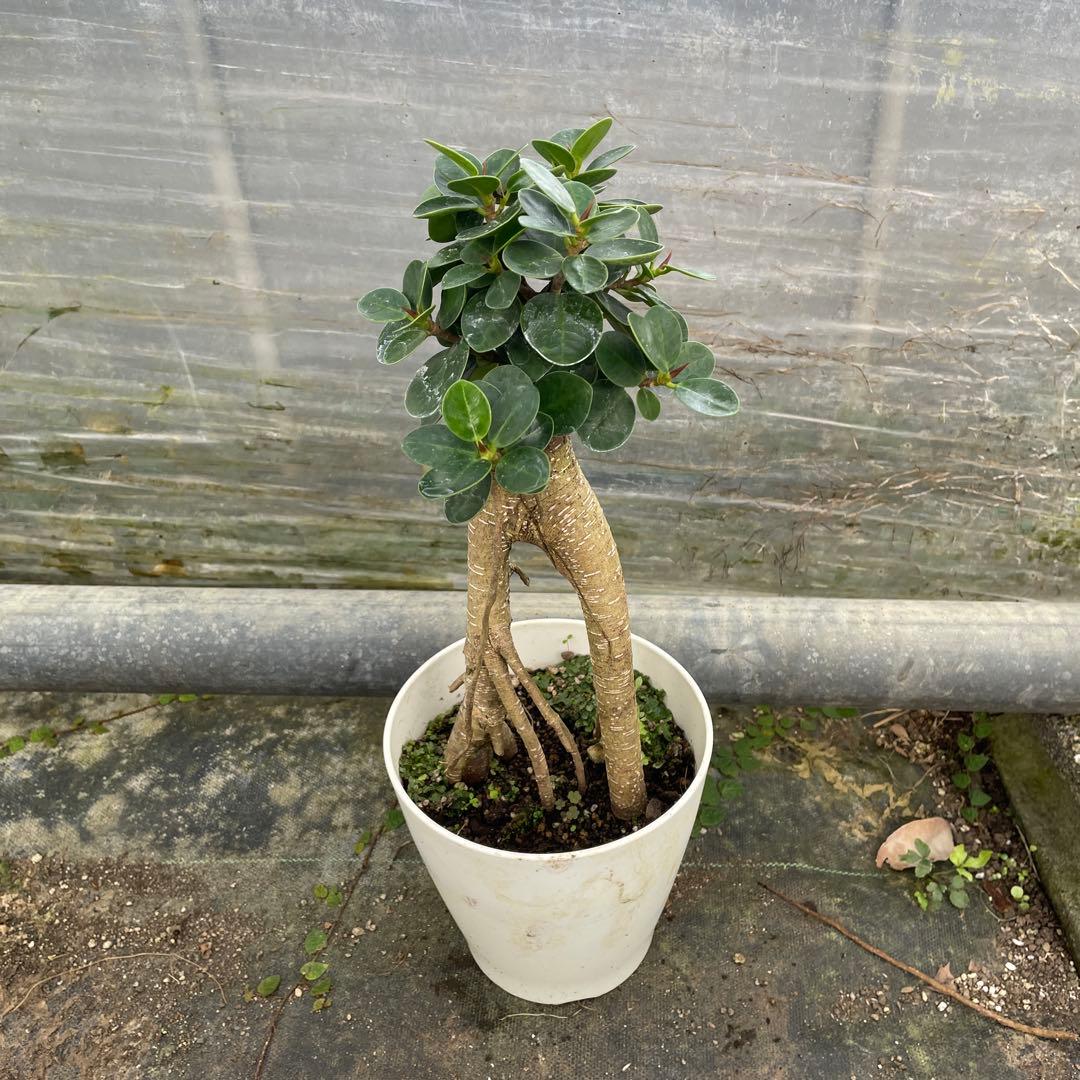 パンダガジュマル　コパンダ接木　5号