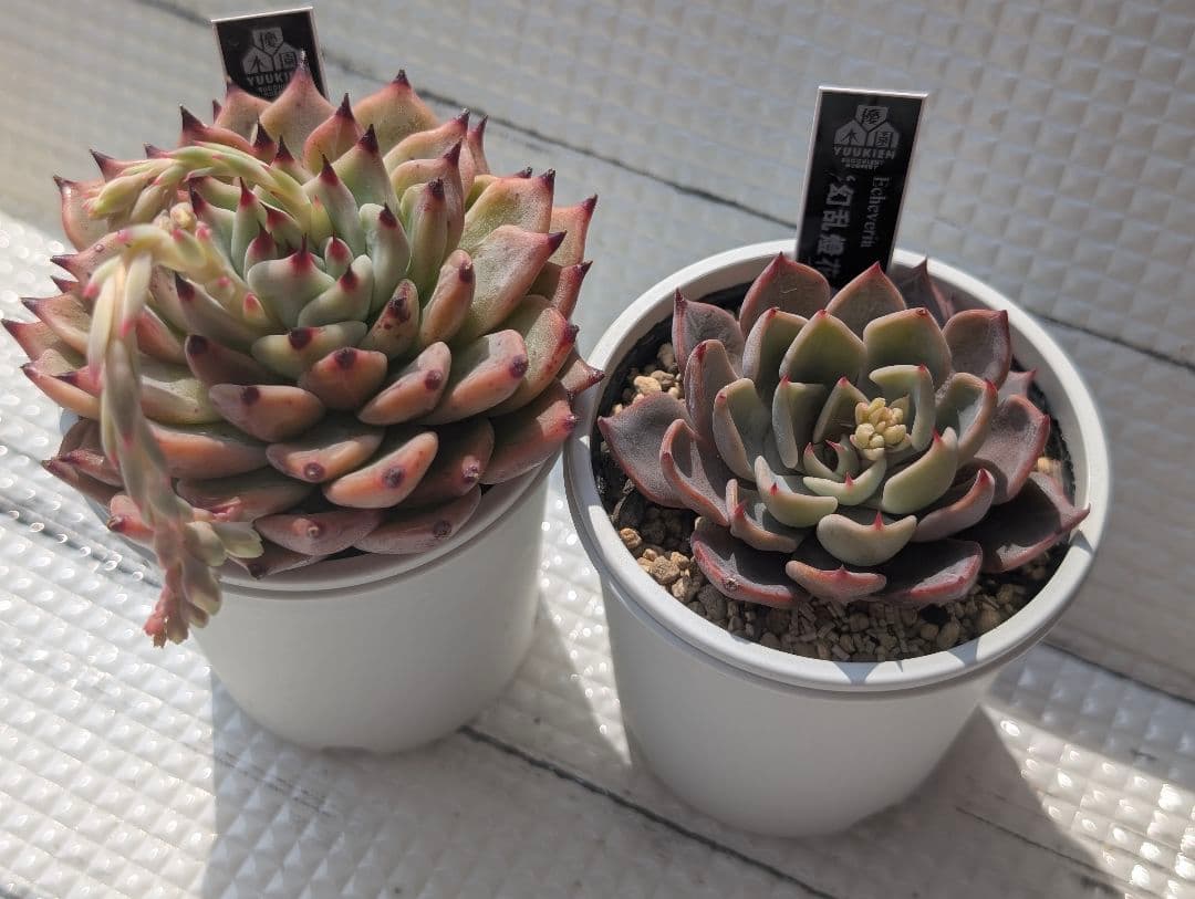 優木園さん 黒札セット1 【先姫】【幻乱燈花】札付き