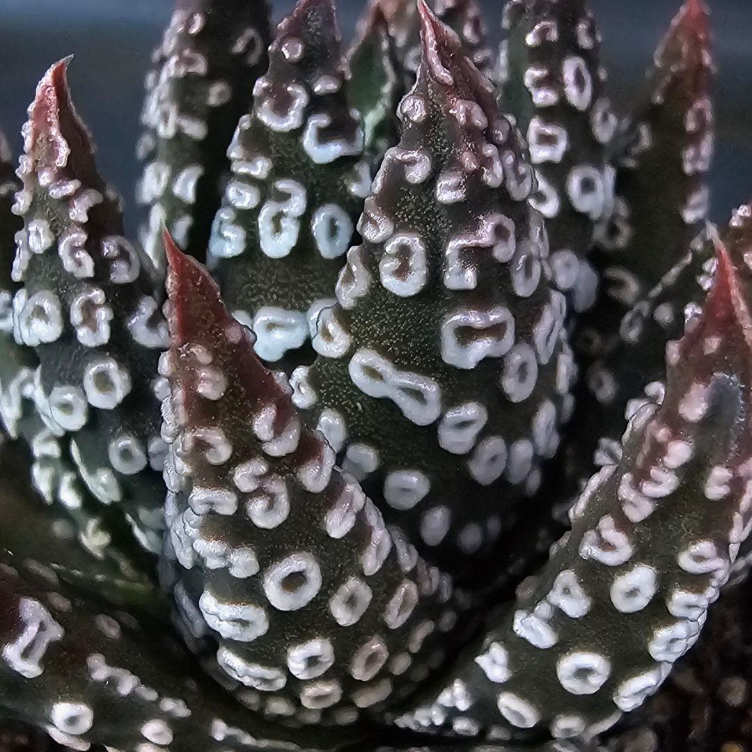 メルカリ便発送☆多肉植物 ハオルチア パイプの煙