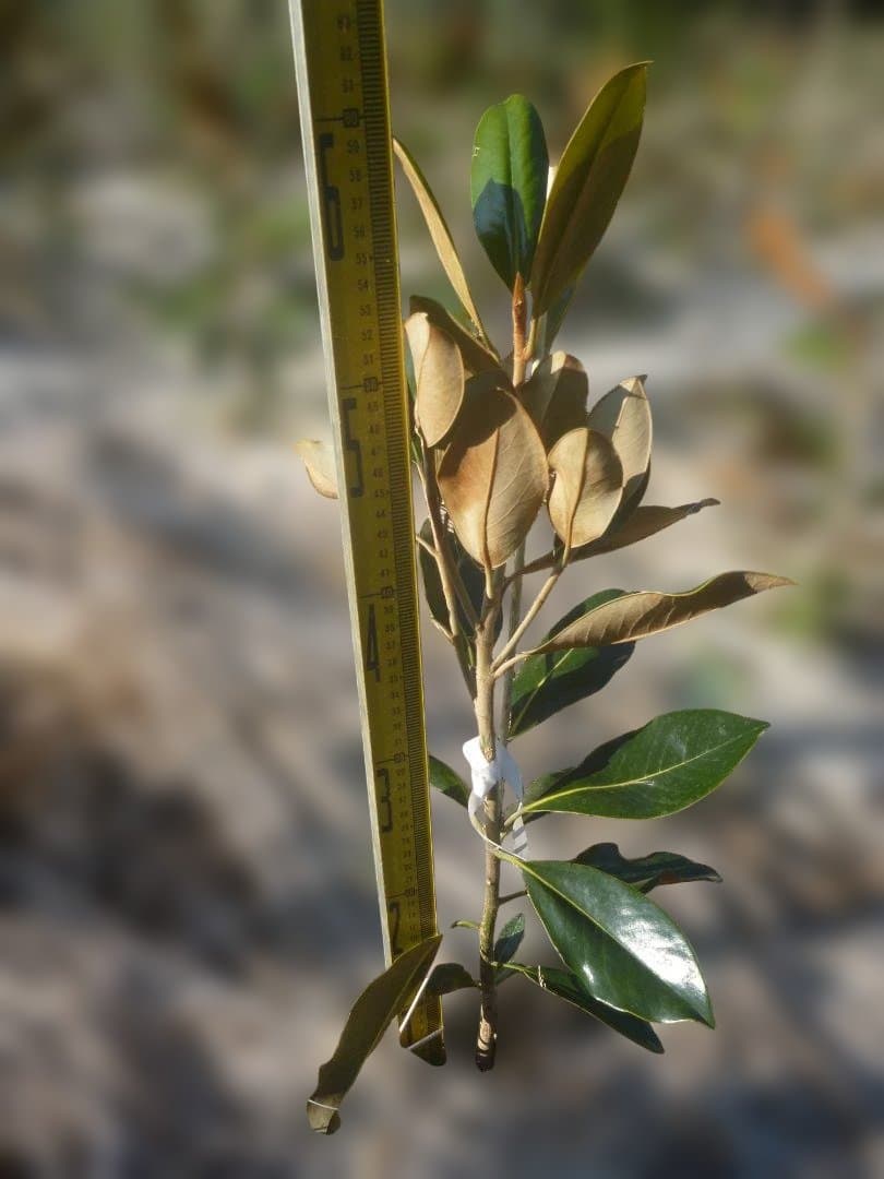 タイサンボク リトルジェム 常緑樹 苗木 約50cm