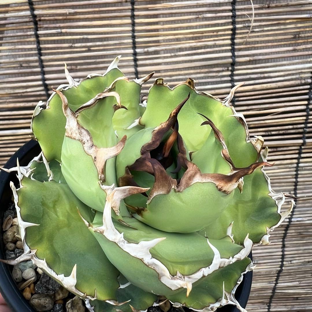 台湾　デニス　ノーネーム