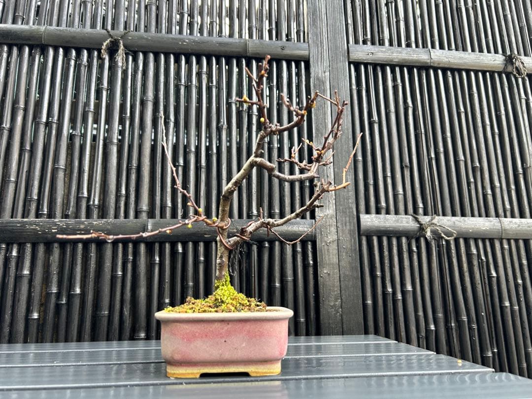 白長寿梅の小品盆栽