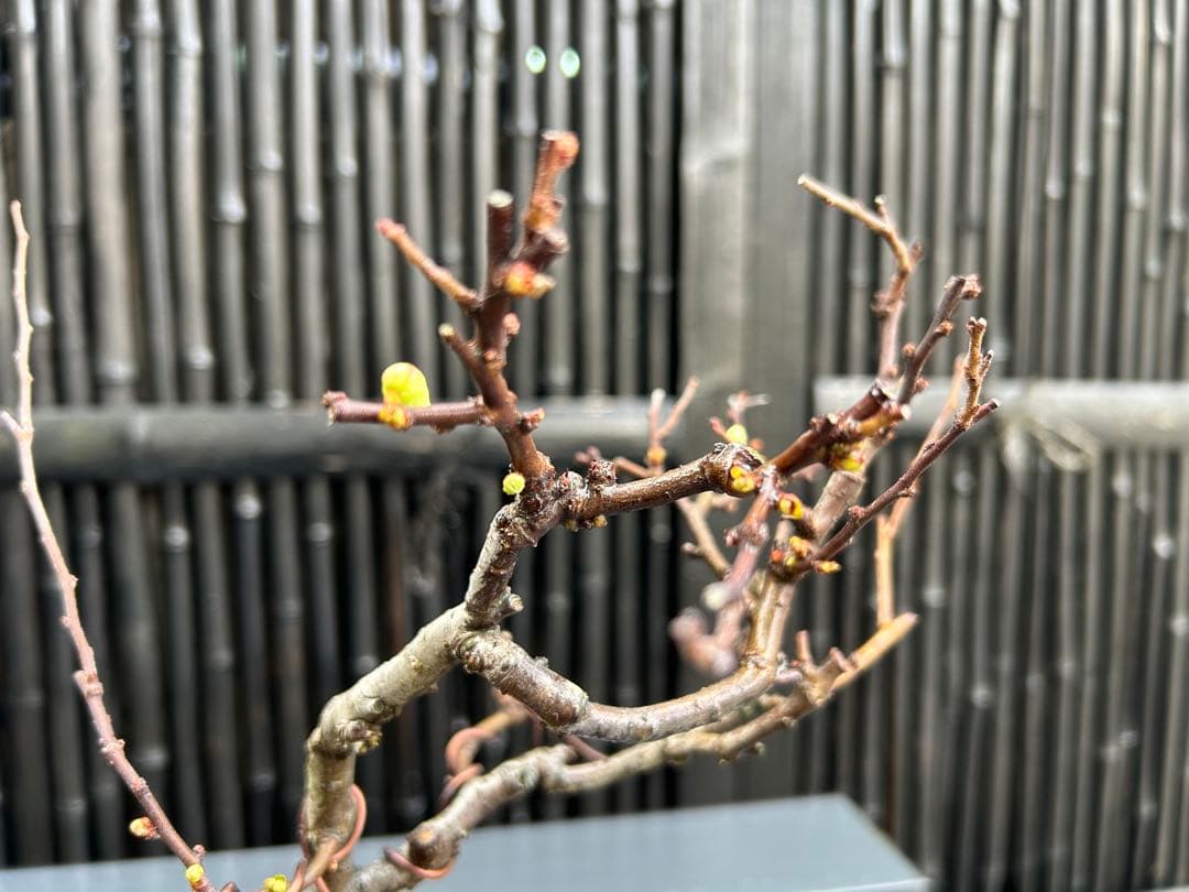 白長寿梅の小品盆栽