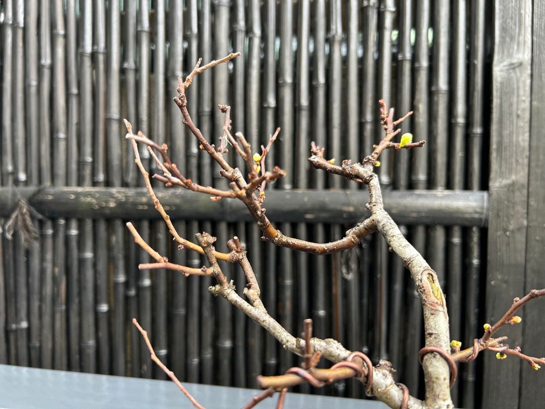 白長寿梅の小品盆栽