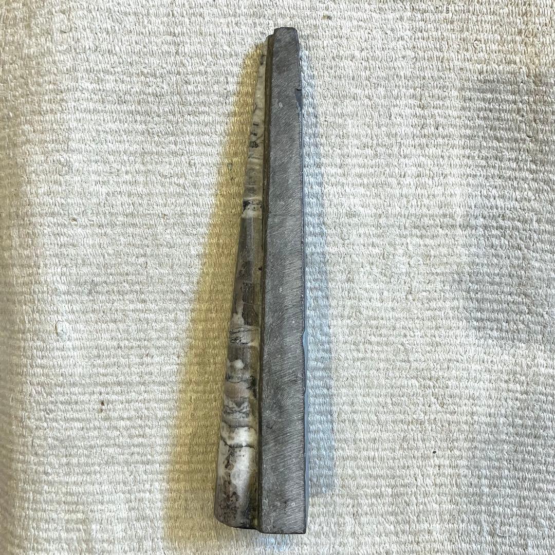 超希少 特大 オルソセラス オルトセラス 直角貝 化石 古生代 インテリア