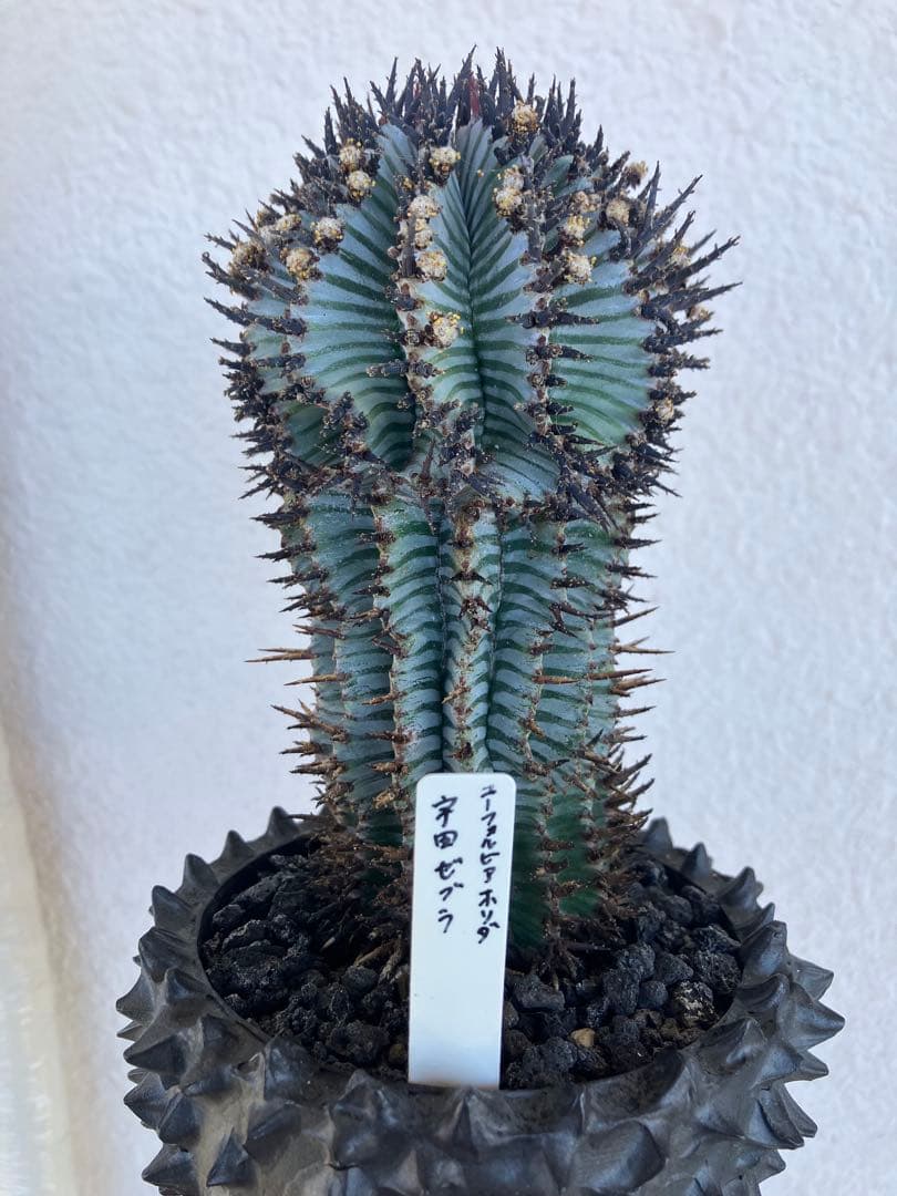 ユーフォルビア・ホリダ　宇田ゼブラ　抜き苗　検）コピアポア　グラキリス　アガベ