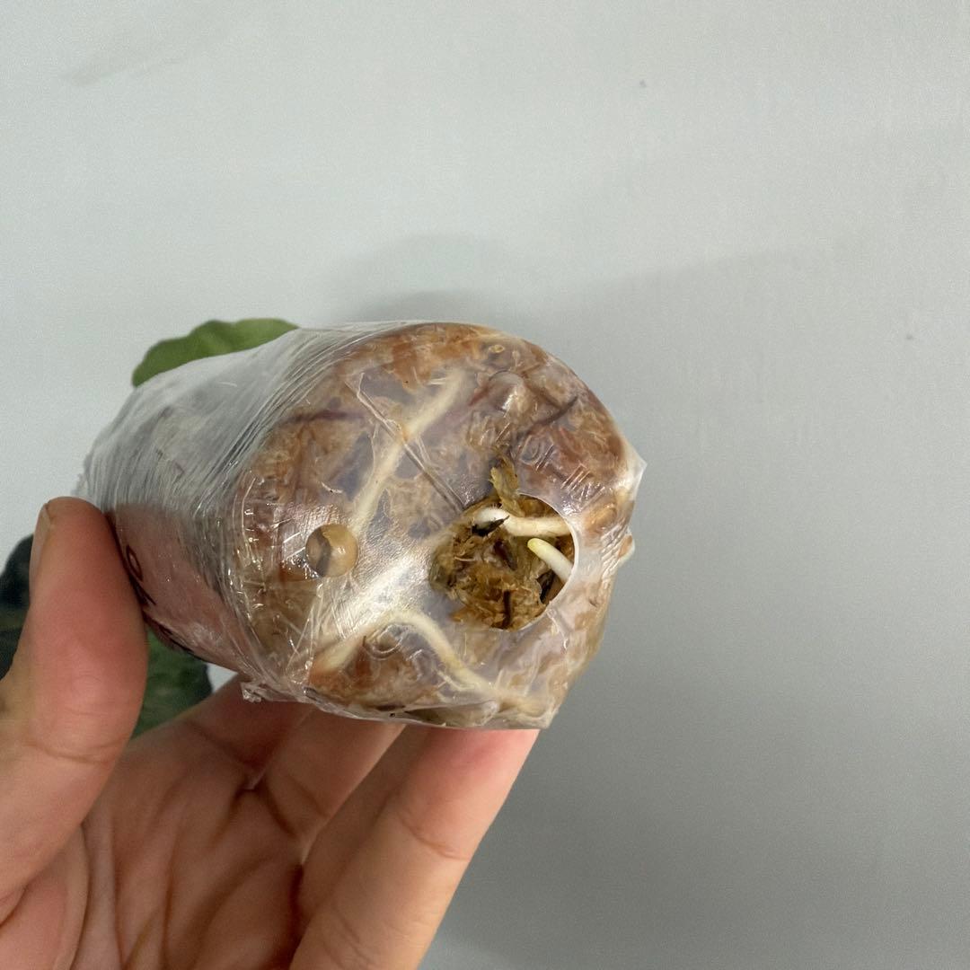 アロカシア ヴェノム Alocasia 'Venom' 管理番号m90