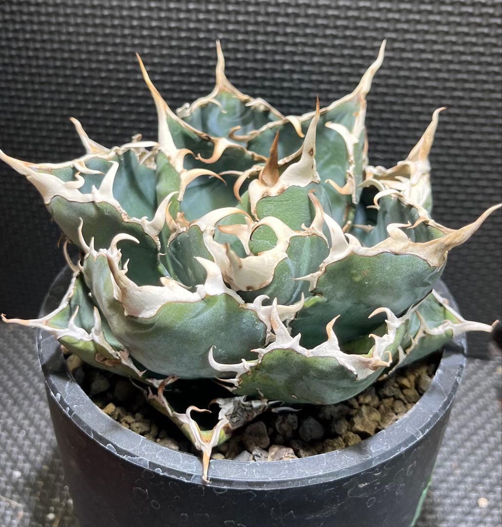 美株❗️アガベ　チタノタ　白鯨