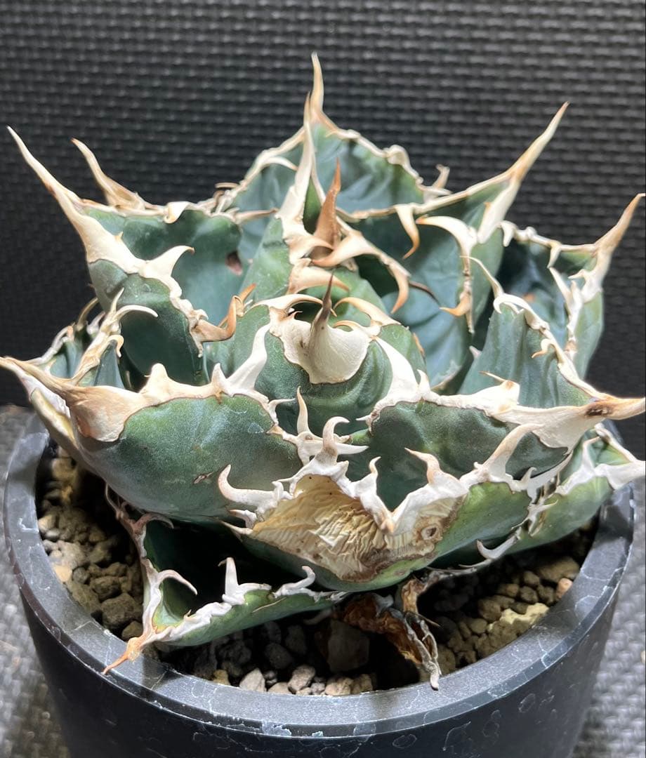 美株❗️アガベ　チタノタ　白鯨