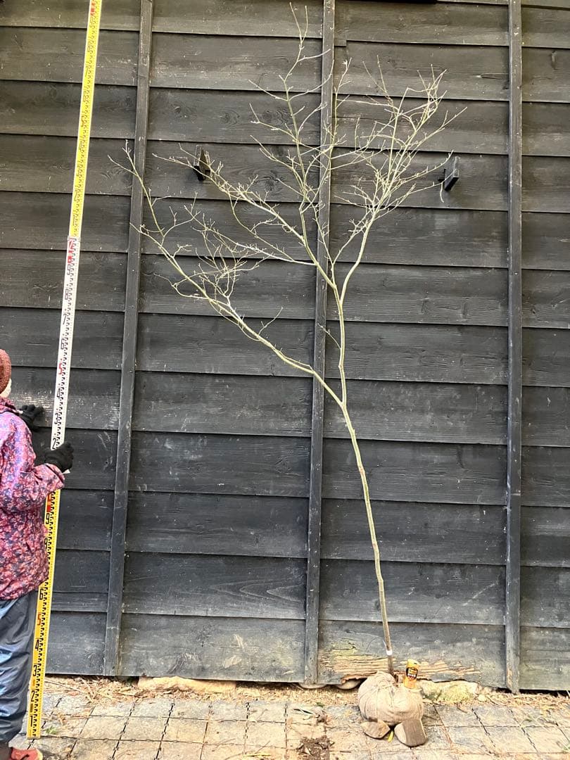 20 山採りイロハモミジ