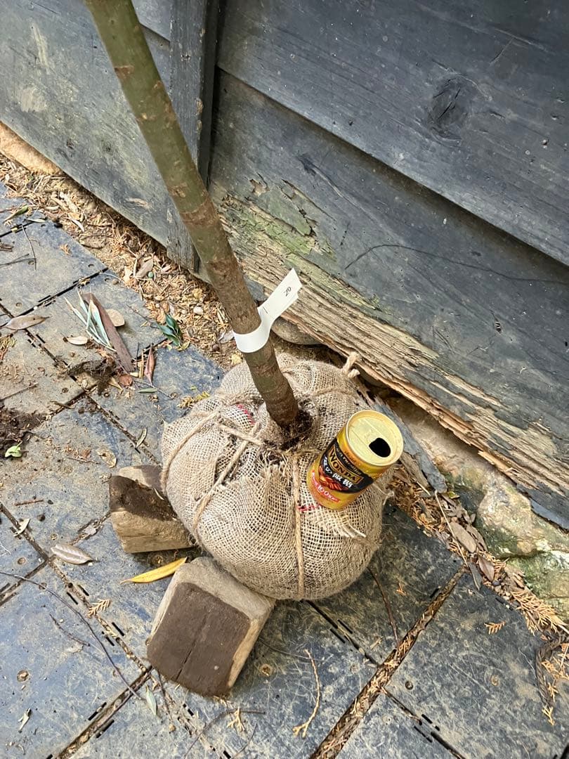 20 山採りイロハモミジ