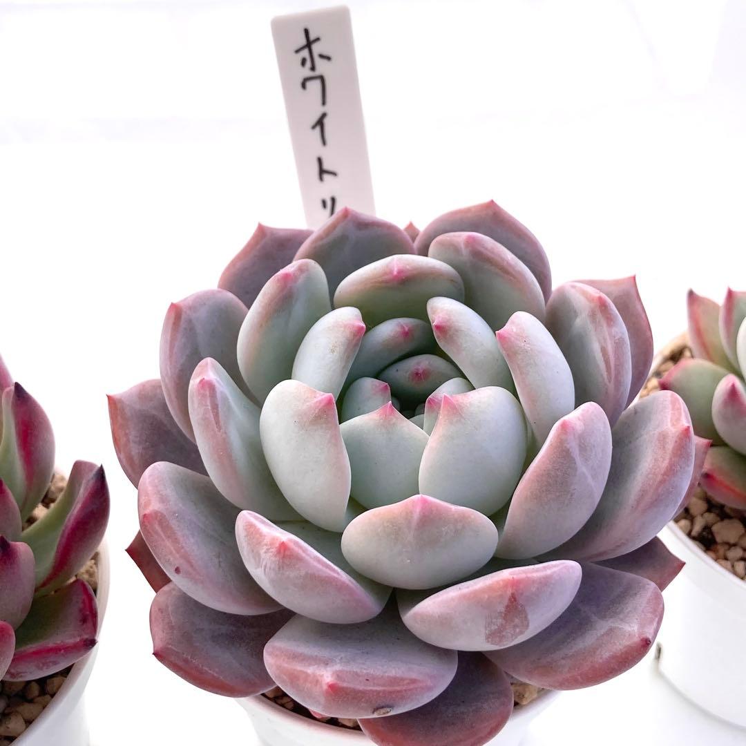 ル*ン様 エケベリア 15種類まとめ売り 多肉 桃太郎 ジェコラ アテマハック